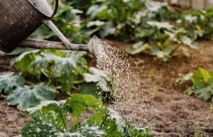 Using limited water to the garden