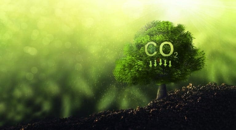 Ecological Footprint vs Carbon Footprint: Understanding Environmental Impact Metrics