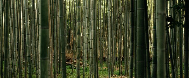 Serene bamboo forest – eco-friendly bamboo toilet paper comes from fast-growing bamboo grass