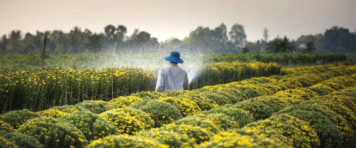 Natural eco-friendly insect repellent used outdoors in summer garden setting